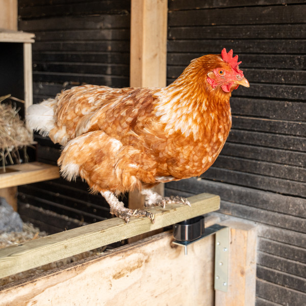 Anti bloedluis zitstokkit afbeelding 2