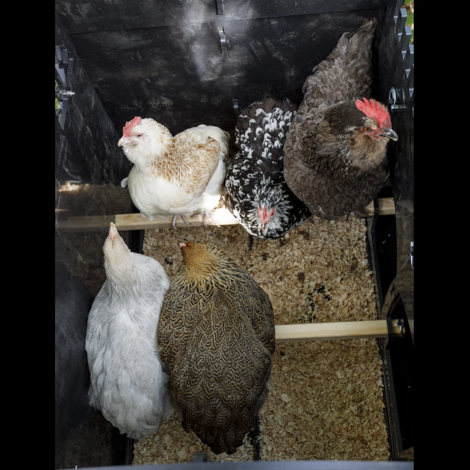 Nestera Penthouse Medium afbeelding 8