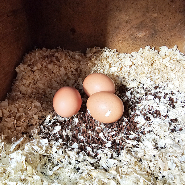 Nestmatje bruin  afbeelding 2