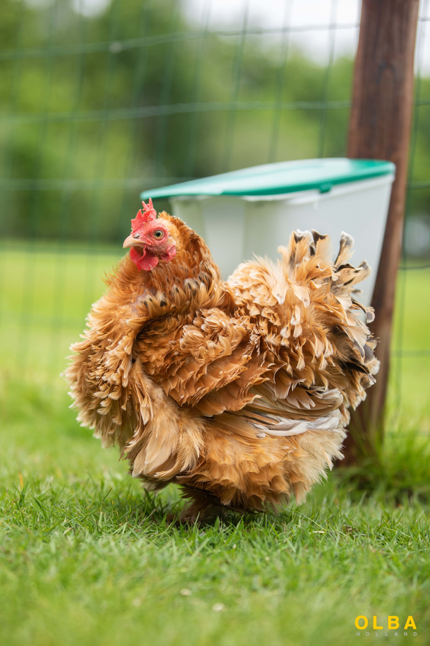 VFeedr Outdoor afbeelding 3